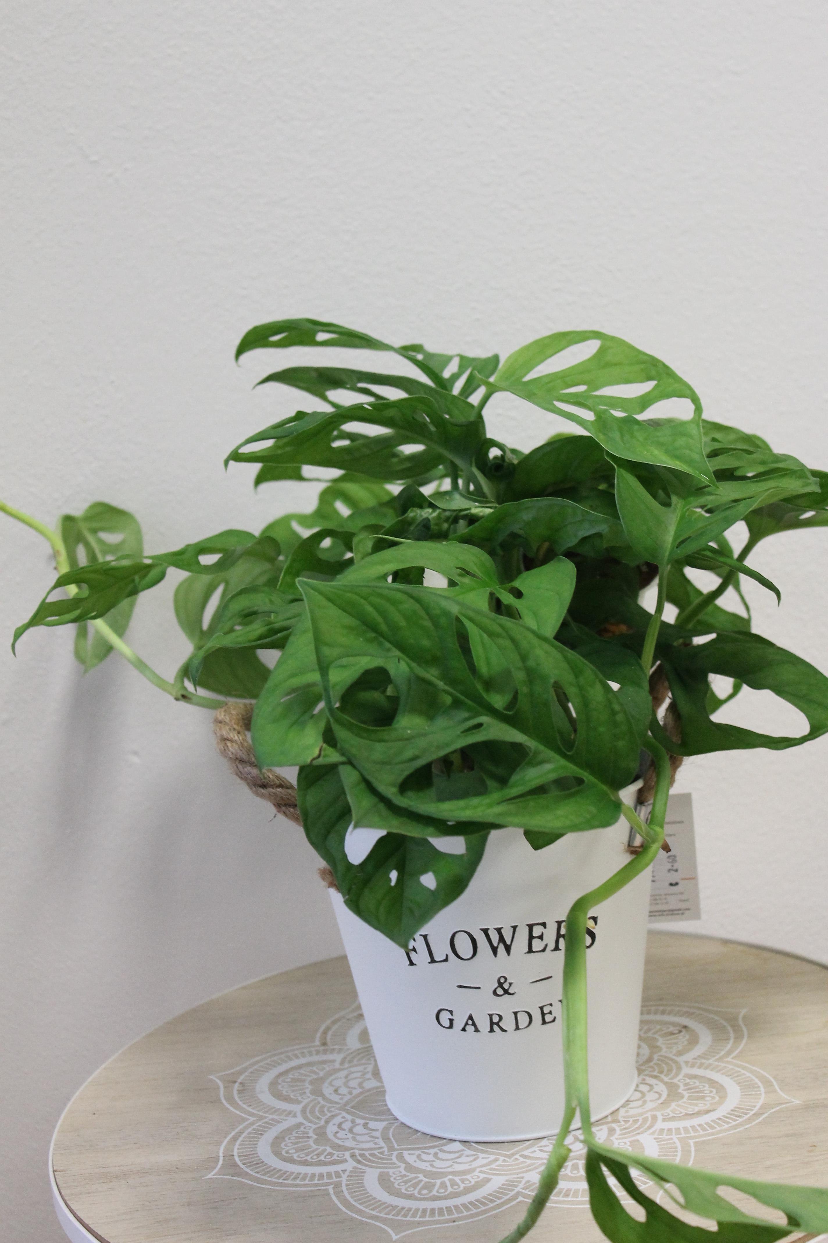 Monstera obliqua (Leichtlinii) | Natali Pchov