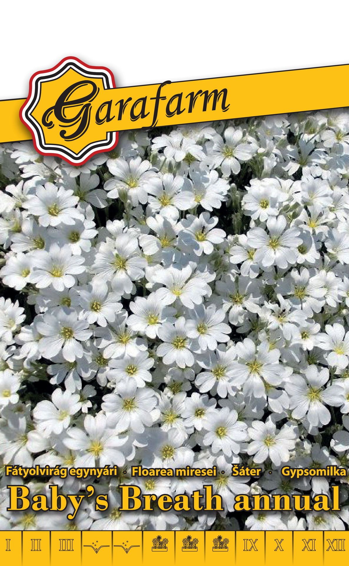 Gypsomilka úhľadná Baby´s Breath - biela