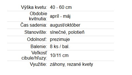 Tulipán Siesta 8ks