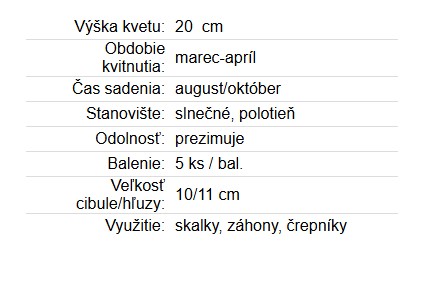 Narcis Botanical - Cyclamineus Jetfire 5ks