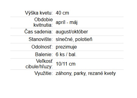 Tulipán Duo PinkWhite 6ks