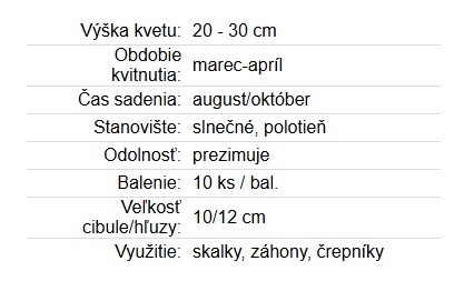 Narcis Botanical Tazetta Minnow 10ks