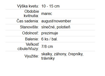 Krokus Large Yellow 6ks