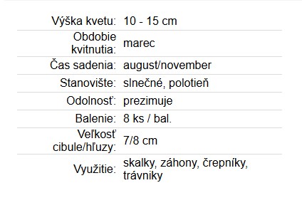 Krokus Flower Record 8ks