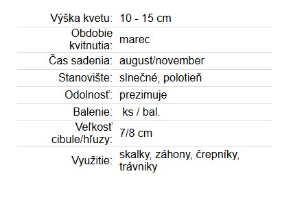 Krokus Large flovering 8ks