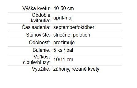 Tulipán Black Hero 5ks