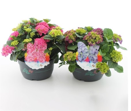 Hydrangea macrophylla ColourTable