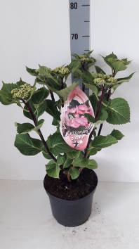 Hydrangea macrophylla Zorro Pink