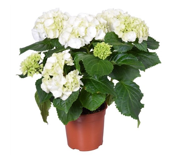 Hydrangea macr.Schneebal