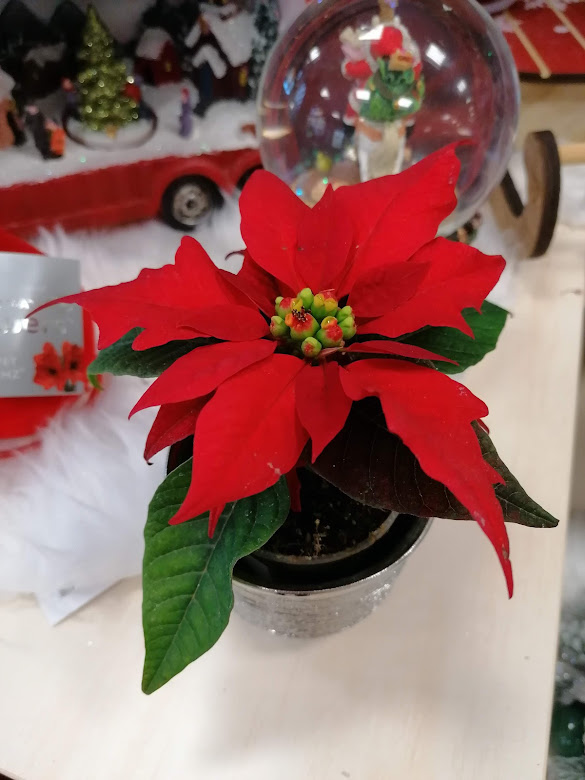 Poinsettia 1-výhonová MINI