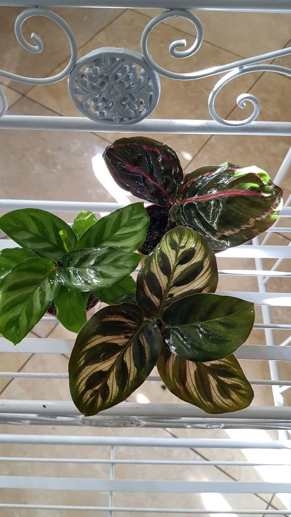 Calathea / Maranta mix