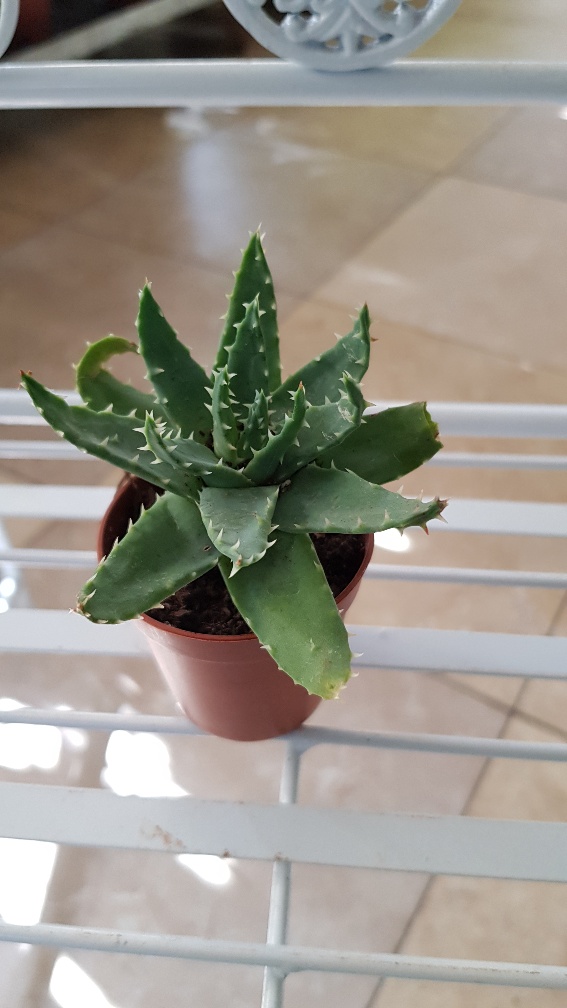 Aloe Mix mini