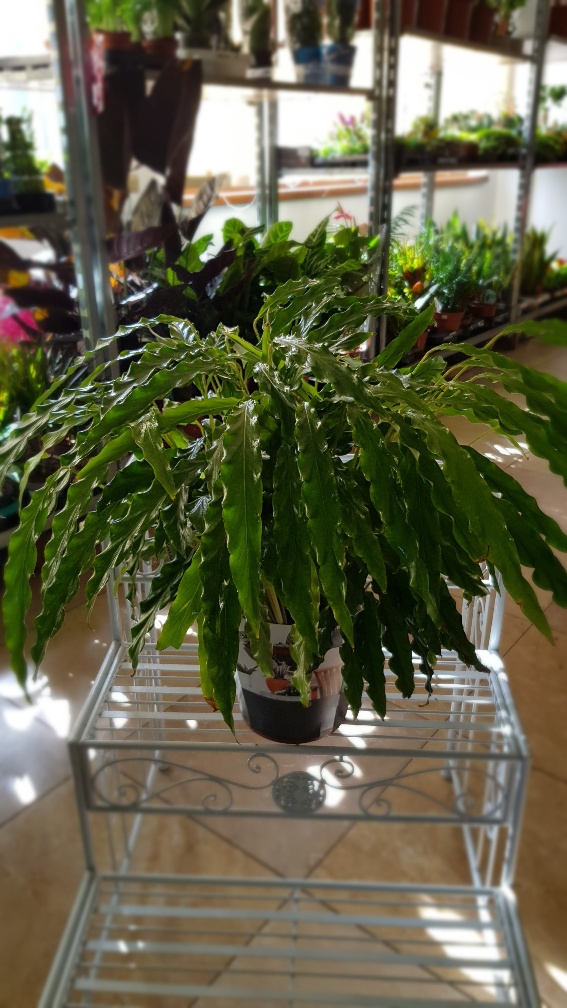 Calathea mix druhov