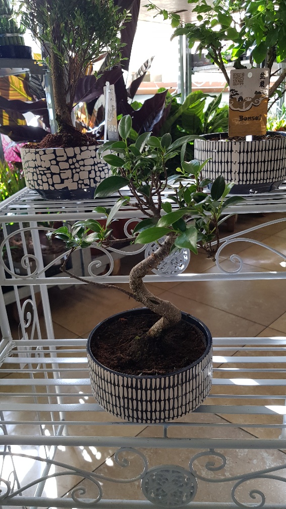 Bonsai + japan mixed