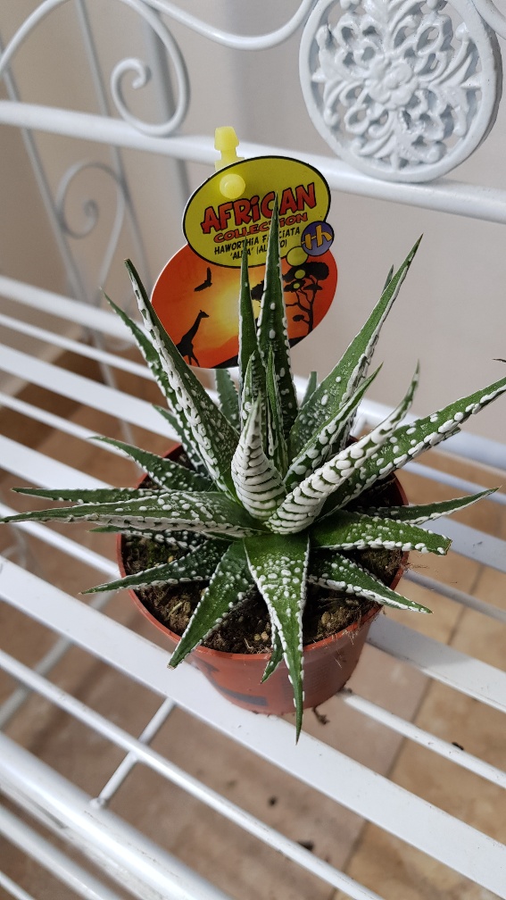 Haworthia fasc.Mixed