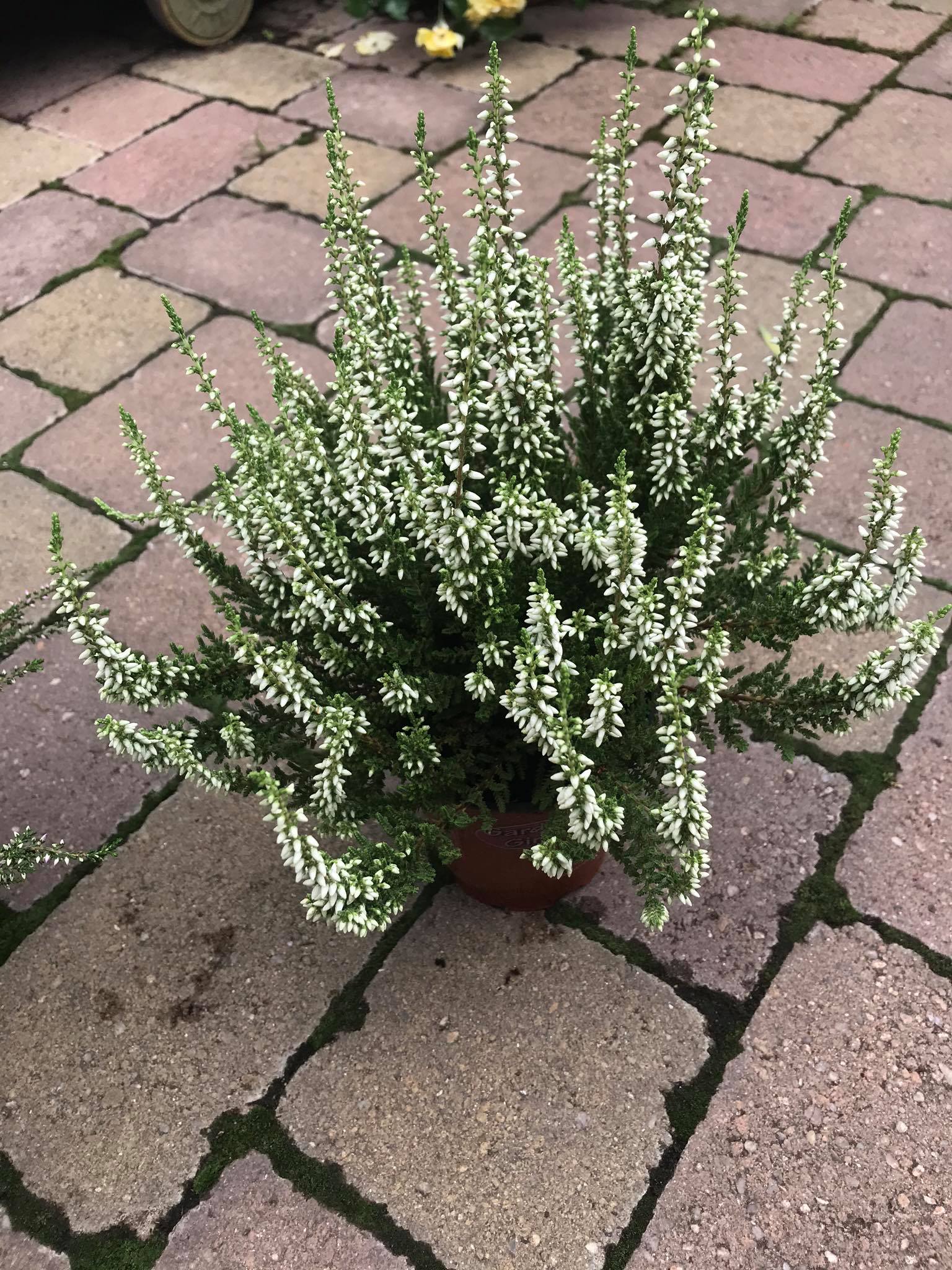 CALLUNA - VRES v črep.