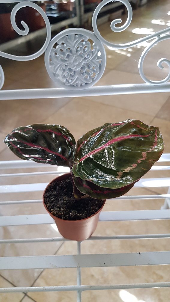 Calathea / Maranta mix