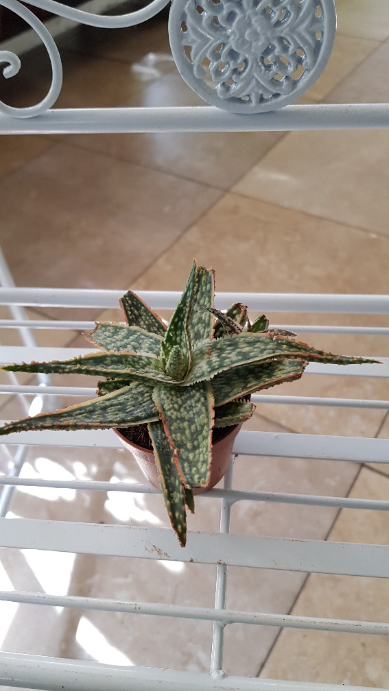 Aloe Mix mini