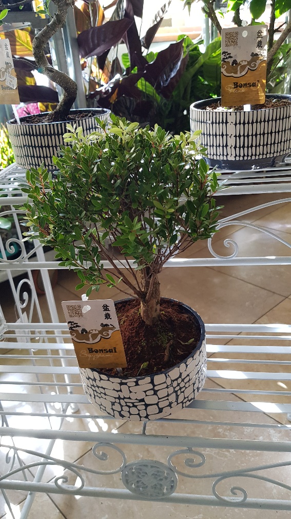 Bonsai + japan mixed