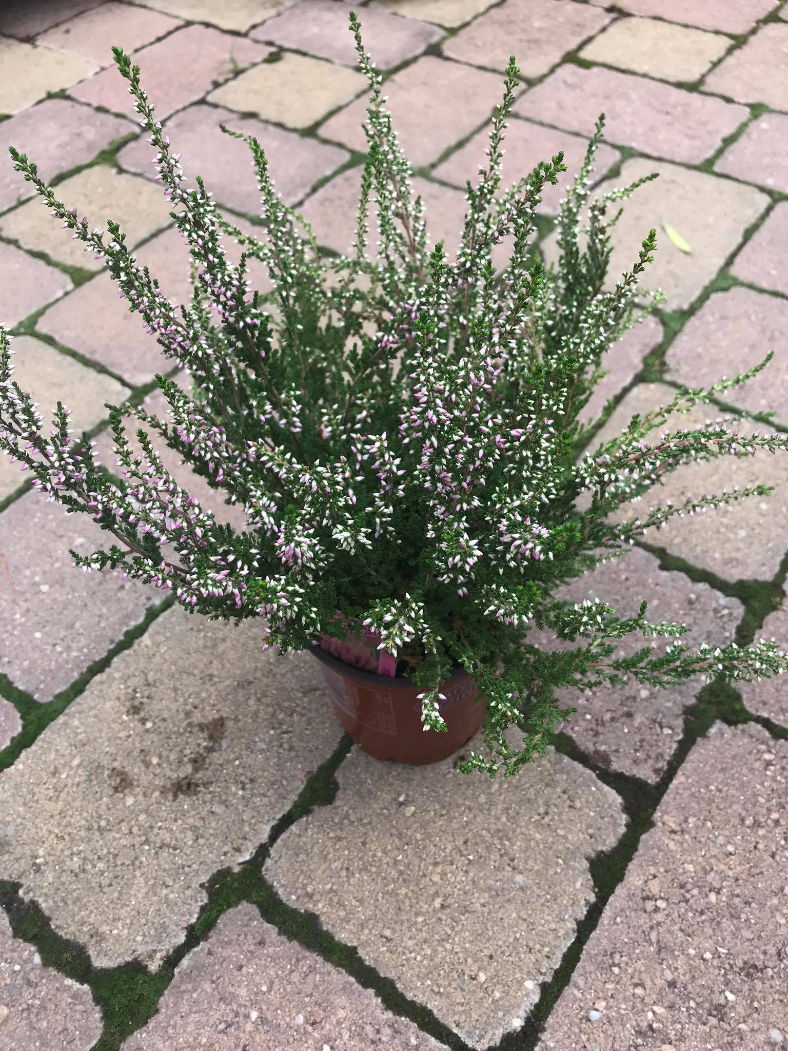 CALLUNA - VRES v črep.