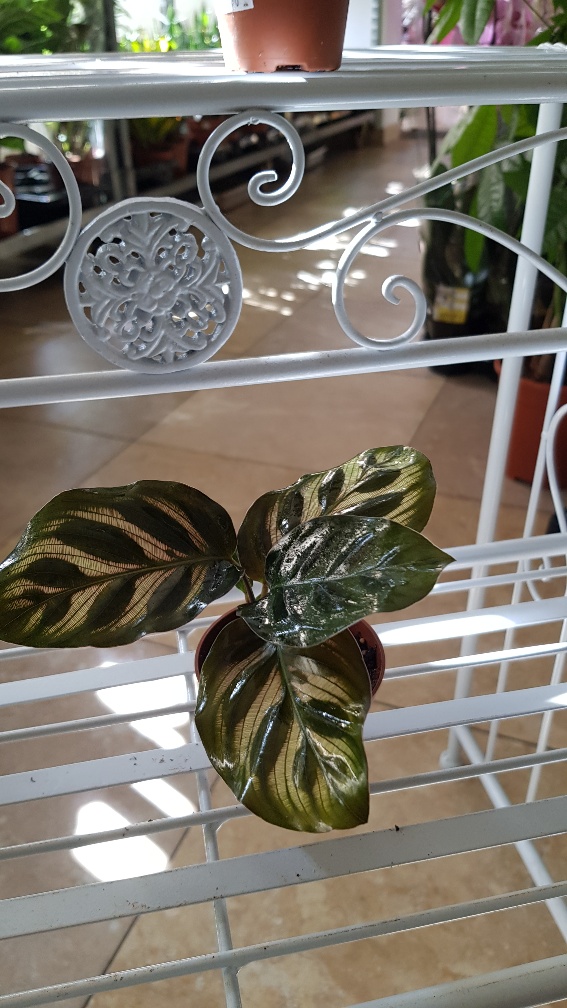Calathea / Maranta mix