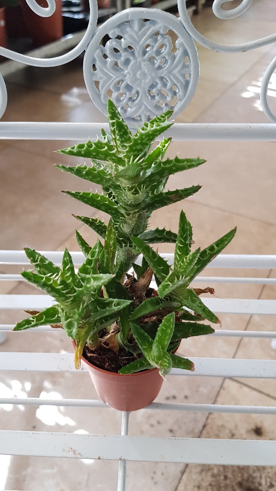 Aloe Mix mini