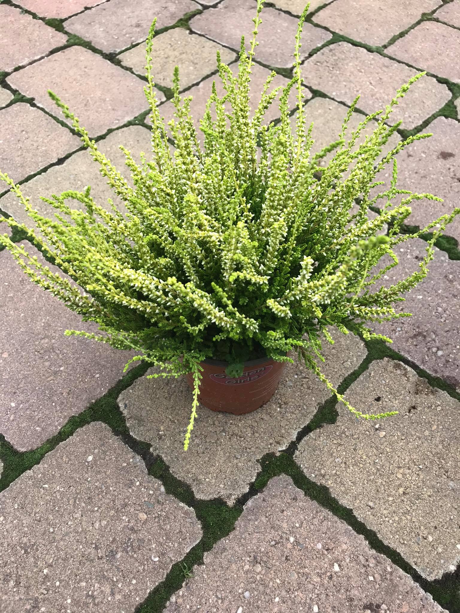 CALLUNA - VRES v črep.