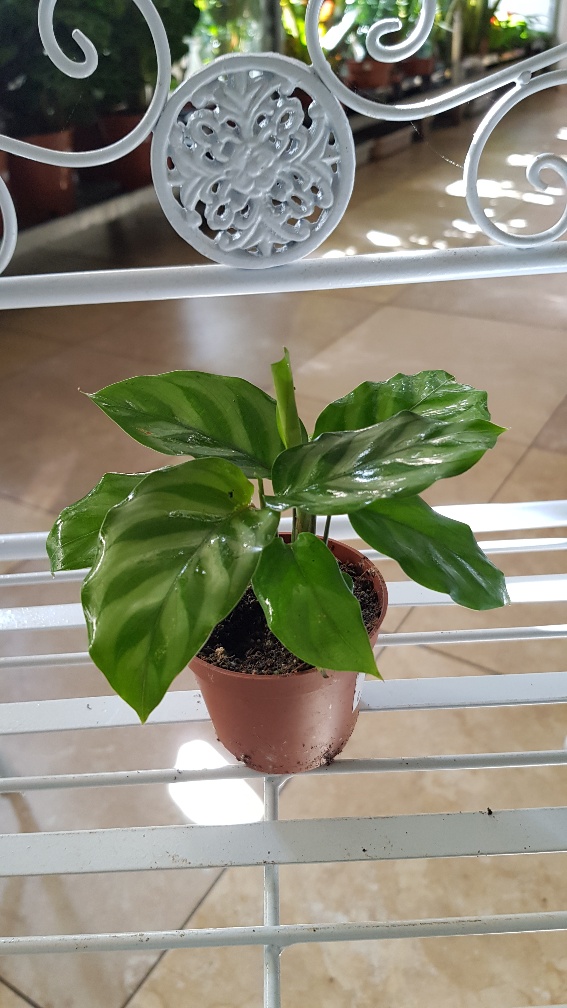 Calathea / Maranta mix