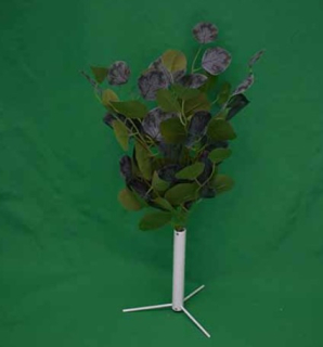 Trs Eucalyptus Populus x3 45cm
