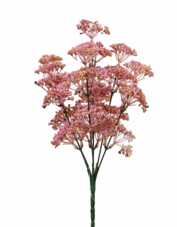 Trs Trachelium 30cm ružové