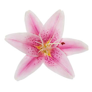 V.Lalia rozkvitnutá 12cm Fialová /bal.12ks