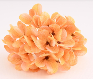 V.Hortenzia 14cm svetlo oranžová