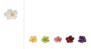 V.Hibiscus pr.10cm mix farieb