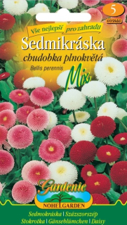 Sedmokráska chudobka plnokvetá