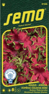 Koleus Colocha Rose 40peliet , Semo
