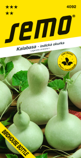 KALABASA indická uhorka