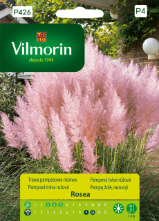 Kortadéria pampová ROSEA V