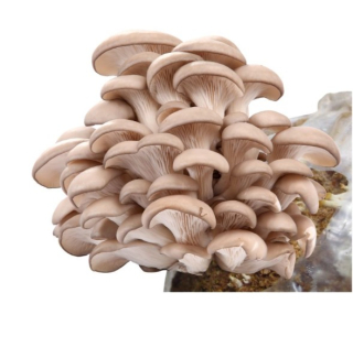 Hliva substrát BIO 15L