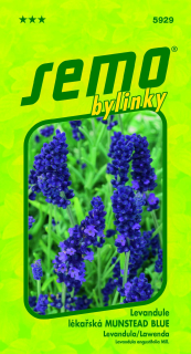 Levandula MUNSTEAD BLUE  S