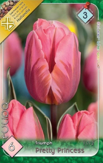 Tulipán Pretty Princess 5ks