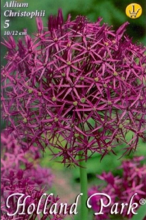 Allium christophii 5ks