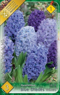 Hyacint - Blue Shades mixed 3ks