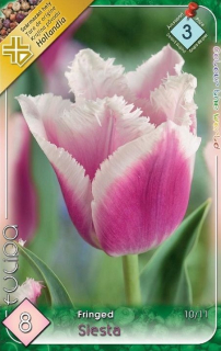 Tulipán Siesta 8ks