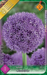 Allium Gladiator 1ks