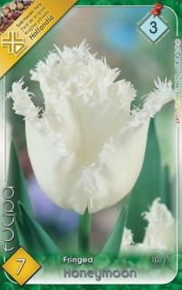 Tulipán Honeymonn 7ks