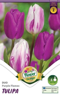 Tulipán Duo Purple Flames 6ks
