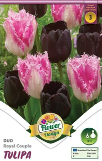 Tulipán Duo Royal Couple 6ks