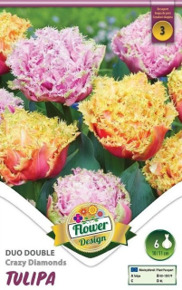 Tulipán Duo Crazy Diamonds 6ks