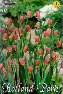Fritillaria uva-vulpis 10ks