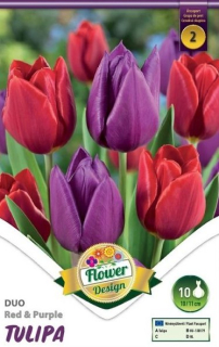 Tulipán DUO Red & Purple 6ks